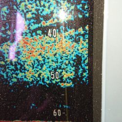 金沢八景鴨下丸 釣果