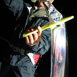 シースナイパー海龍 釣果