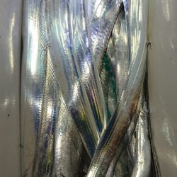 シースナイパー海龍 釣果