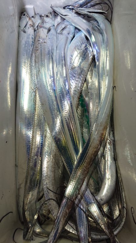 シースナイパー海龍 釣果