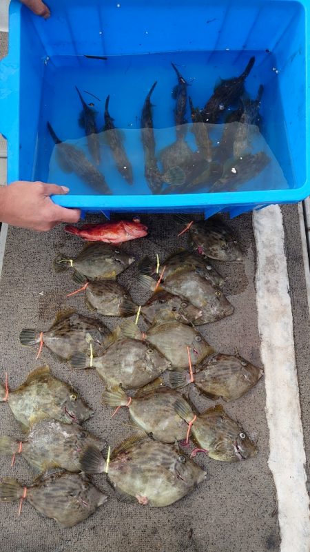 ブルースフィッシングサービス 釣果