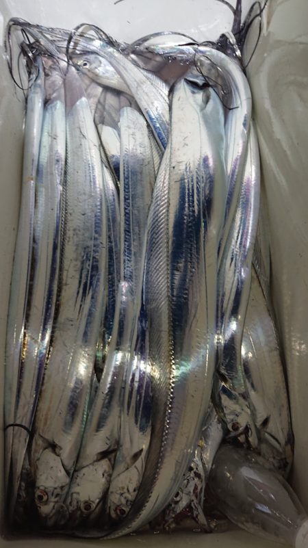 シースナイパー海龍 釣果