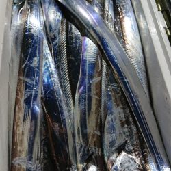 シースナイパー海龍 釣果