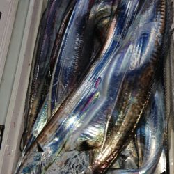 シースナイパー海龍 釣果