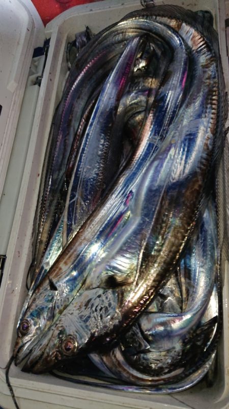 シースナイパー海龍 釣果