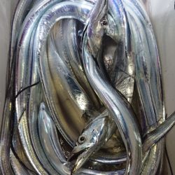 シースナイパー海龍 釣果