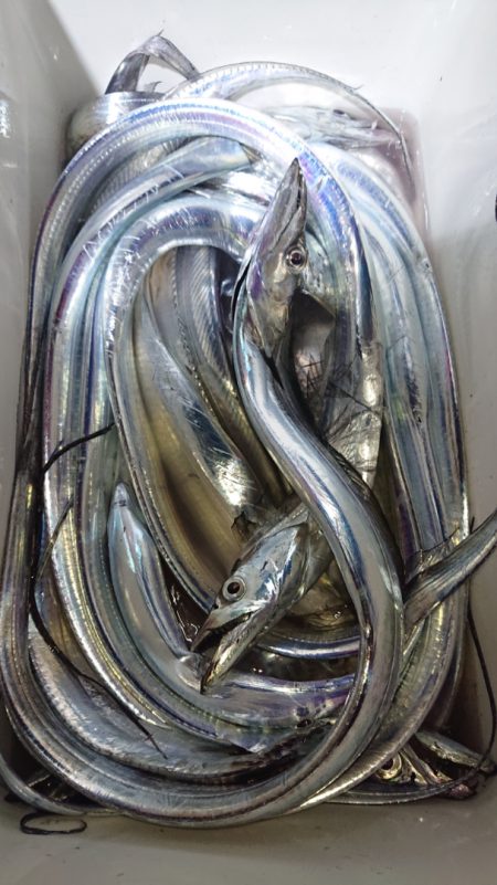 シースナイパー海龍 釣果