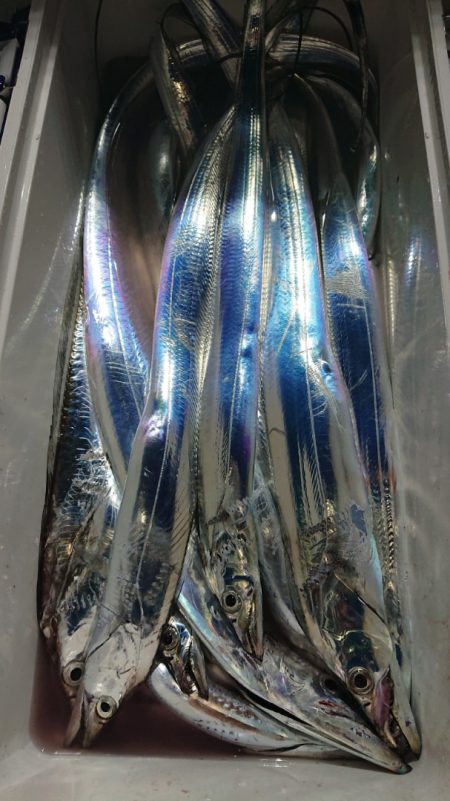 シースナイパー海龍 釣果