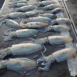 ブルースフィッシングサービス 釣果