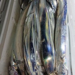 シースナイパー海龍 釣果