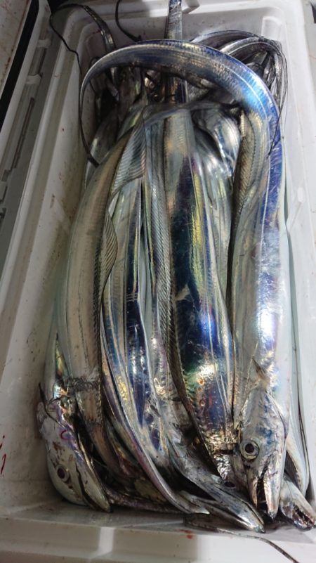 シースナイパー海龍 釣果