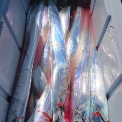 シースナイパー海龍 釣果