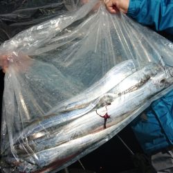 シースナイパー海龍 釣果