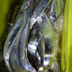 シースナイパー海龍 釣果