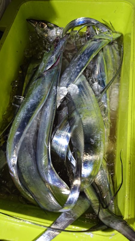 シースナイパー海龍 釣果