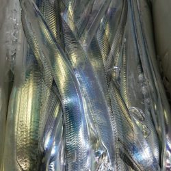 シースナイパー海龍 釣果