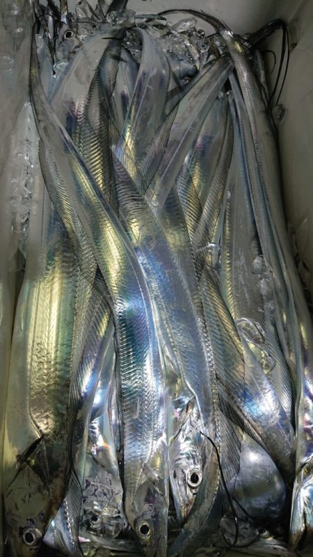 シースナイパー海龍 釣果