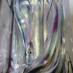 シースナイパー海龍 釣果