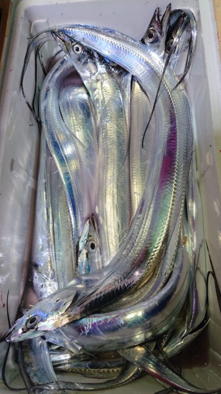 シースナイパー海龍 釣果