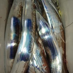 シースナイパー海龍 釣果