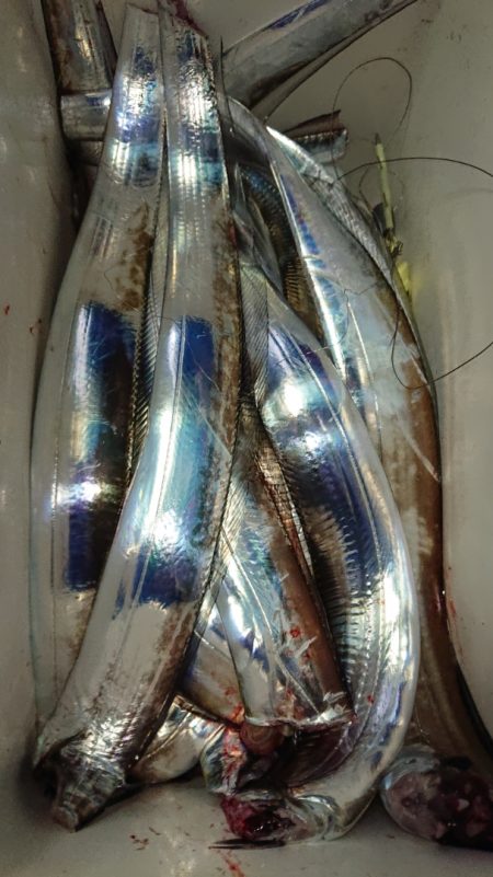 シースナイパー海龍 釣果