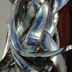 シースナイパー海龍 釣果