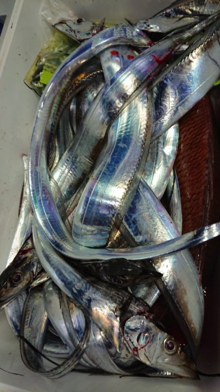 シースナイパー海龍 釣果