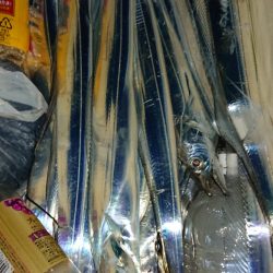 シースナイパー海龍 釣果