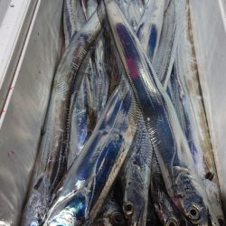 シースナイパー海龍 釣果