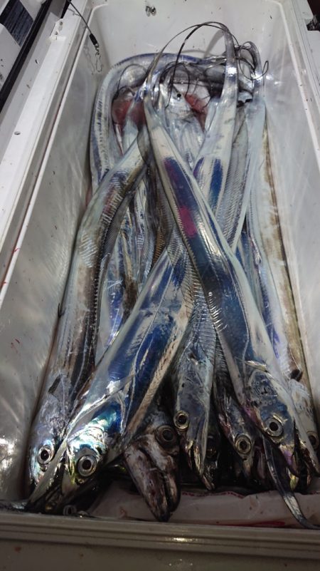 シースナイパー海龍 釣果