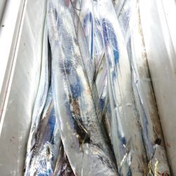 シースナイパー海龍 釣果