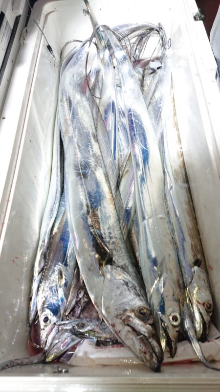 シースナイパー海龍 釣果