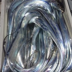 シースナイパー海龍 釣果