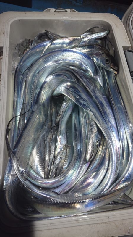 シースナイパー海龍 釣果