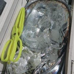 シースナイパー海龍 釣果