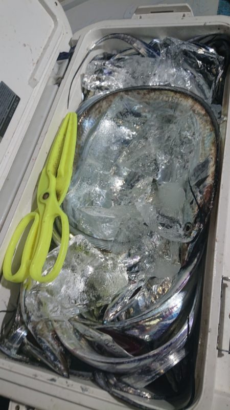 シースナイパー海龍 釣果