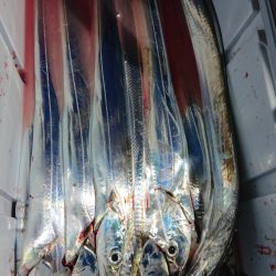 シースナイパー海龍 釣果