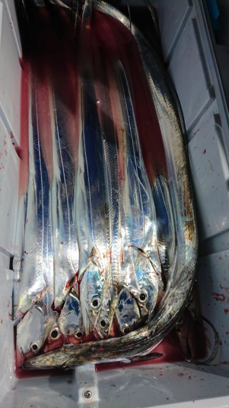 シースナイパー海龍 釣果