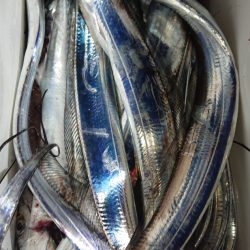 シースナイパー海龍 釣果