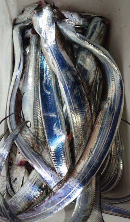 シースナイパー海龍 釣果