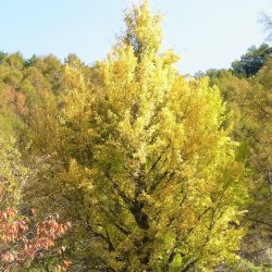 平谷湖フィッシングスポット 釣果