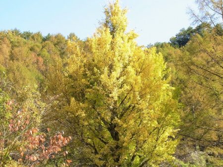 平谷湖フィッシングスポット 釣果
