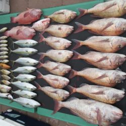 真祐丸 (しんゆうまる) 釣果