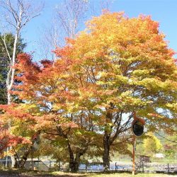 平谷湖フィッシングスポット 釣果