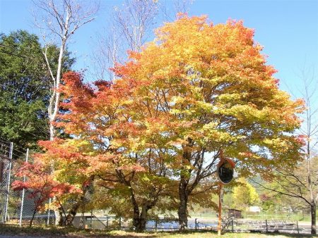 平谷湖フィッシングスポット 釣果