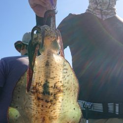 シースナイパー海龍 釣果