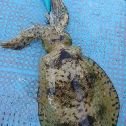 シースナイパー海龍 釣果