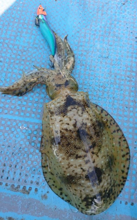 シースナイパー海龍 釣果