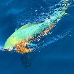 あみや渡船 JIGBOY 釣果