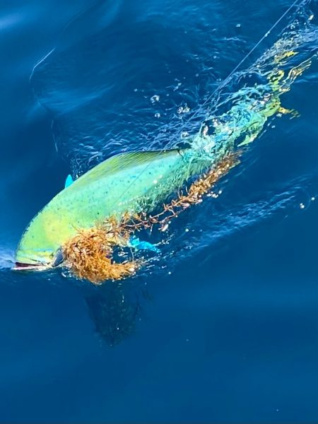 あみや渡船 JIGBOY 釣果